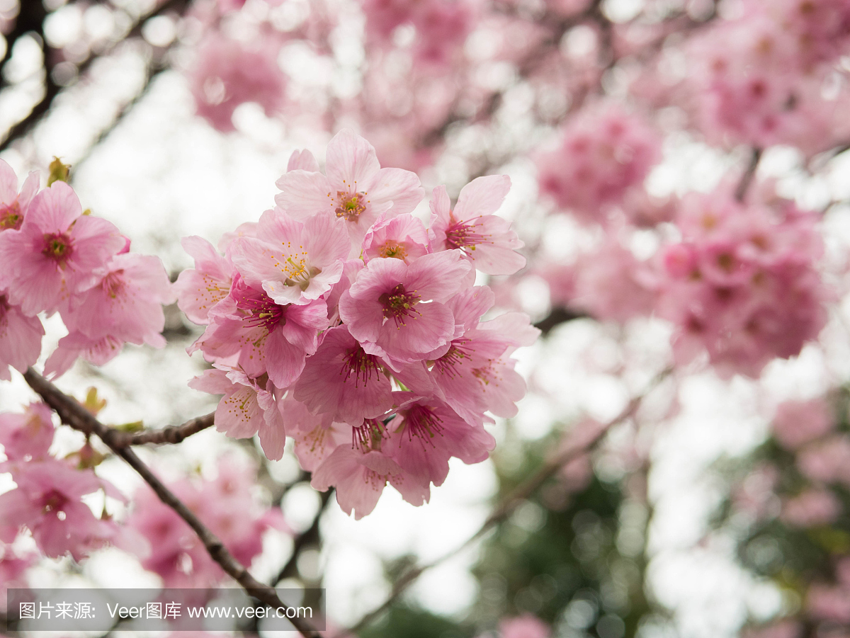 樱花花盛开在三月中旬,东京,日本