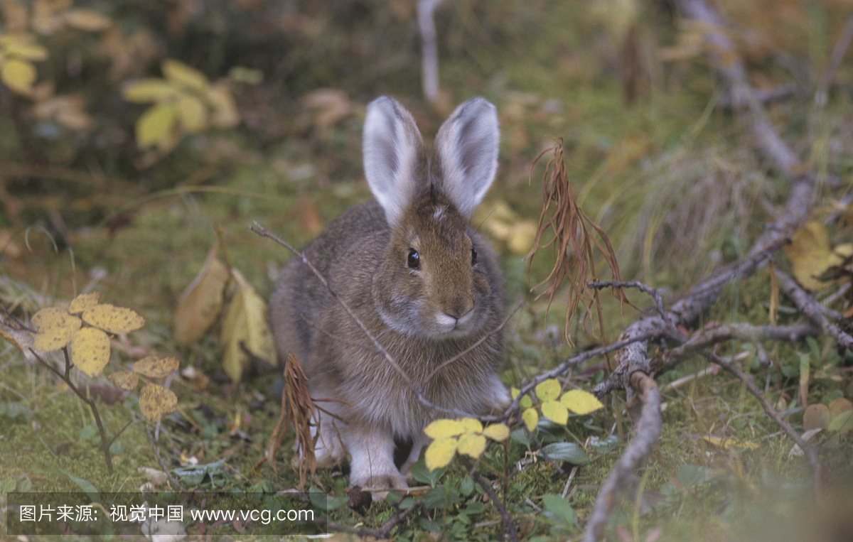 秋天的雪鞋野兔(美洲狮)美国北美。白色的脚代