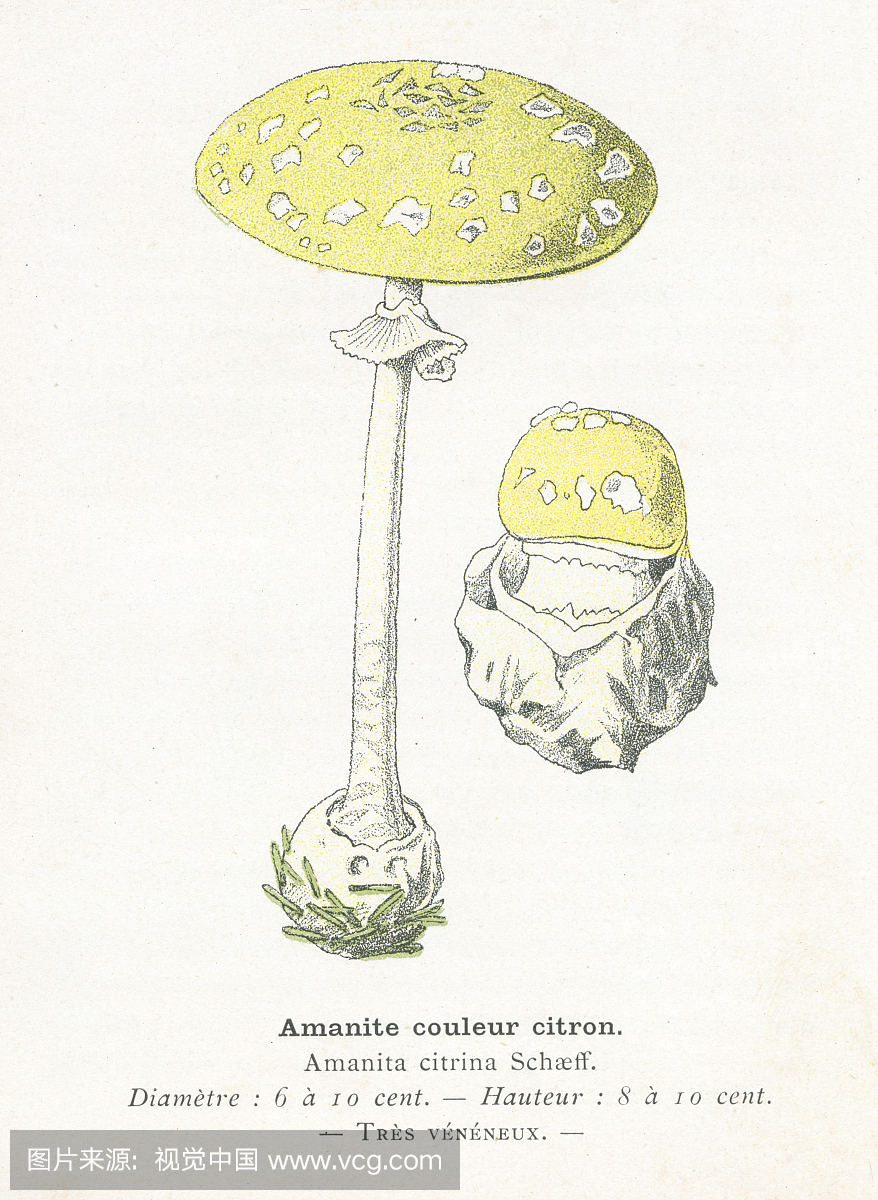 柑橘鹅膏菌蘑菇雕刻1895年