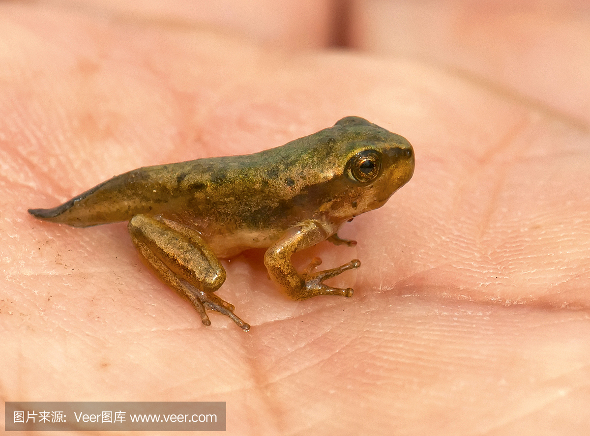 摄影,改变形式,水平画幅,小的