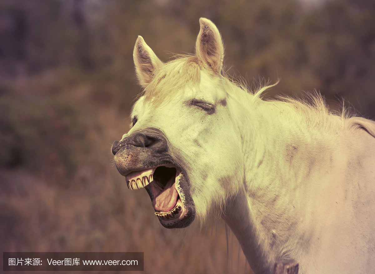 嘶叫,驴叫声,叫声,Camargue Horse