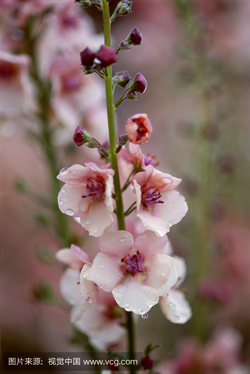 关闭动词var。安妮可以(mullein)花上一穗覆盖着