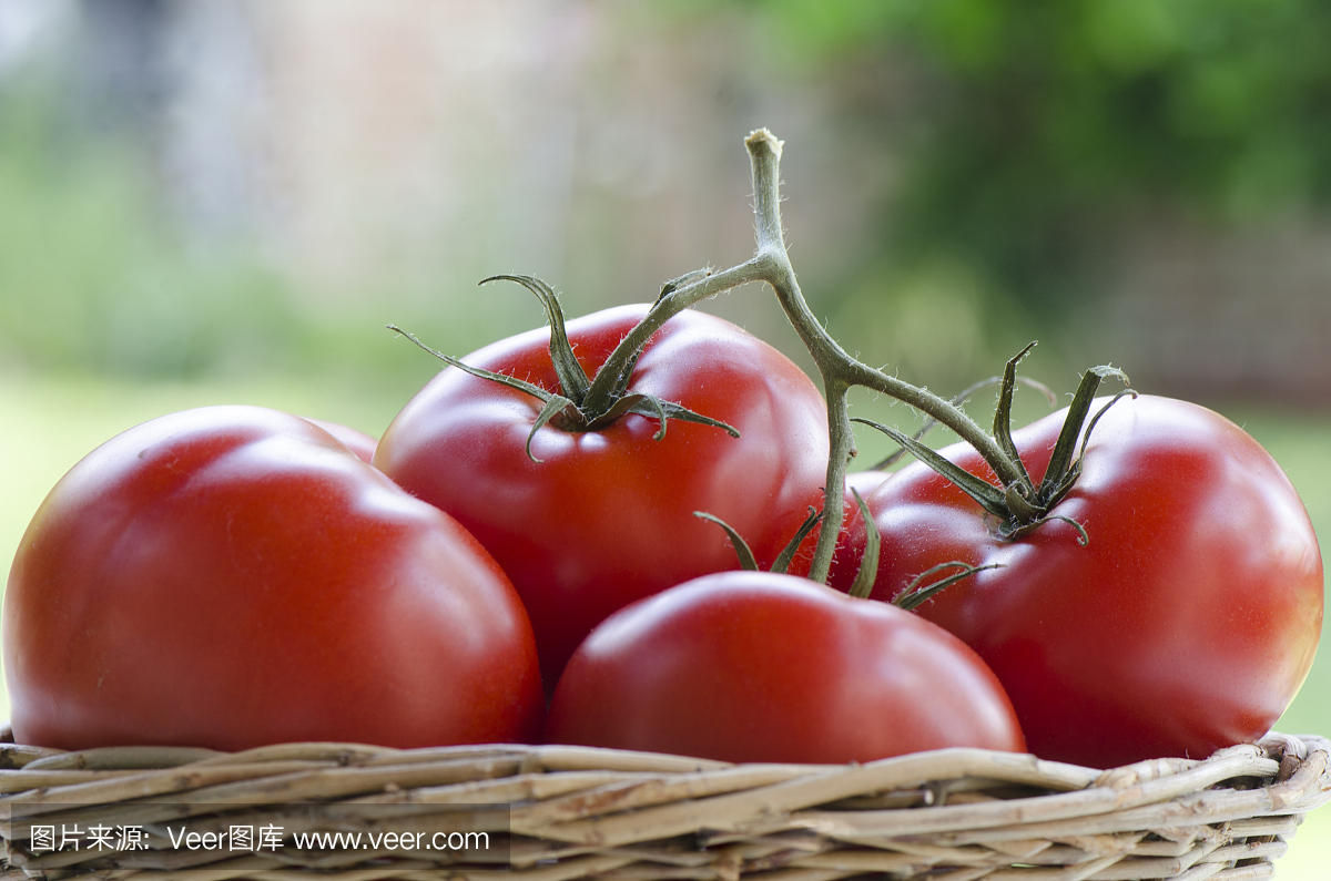 抗坏血酸,维他命C,Vc,抗坏血酸维生素C