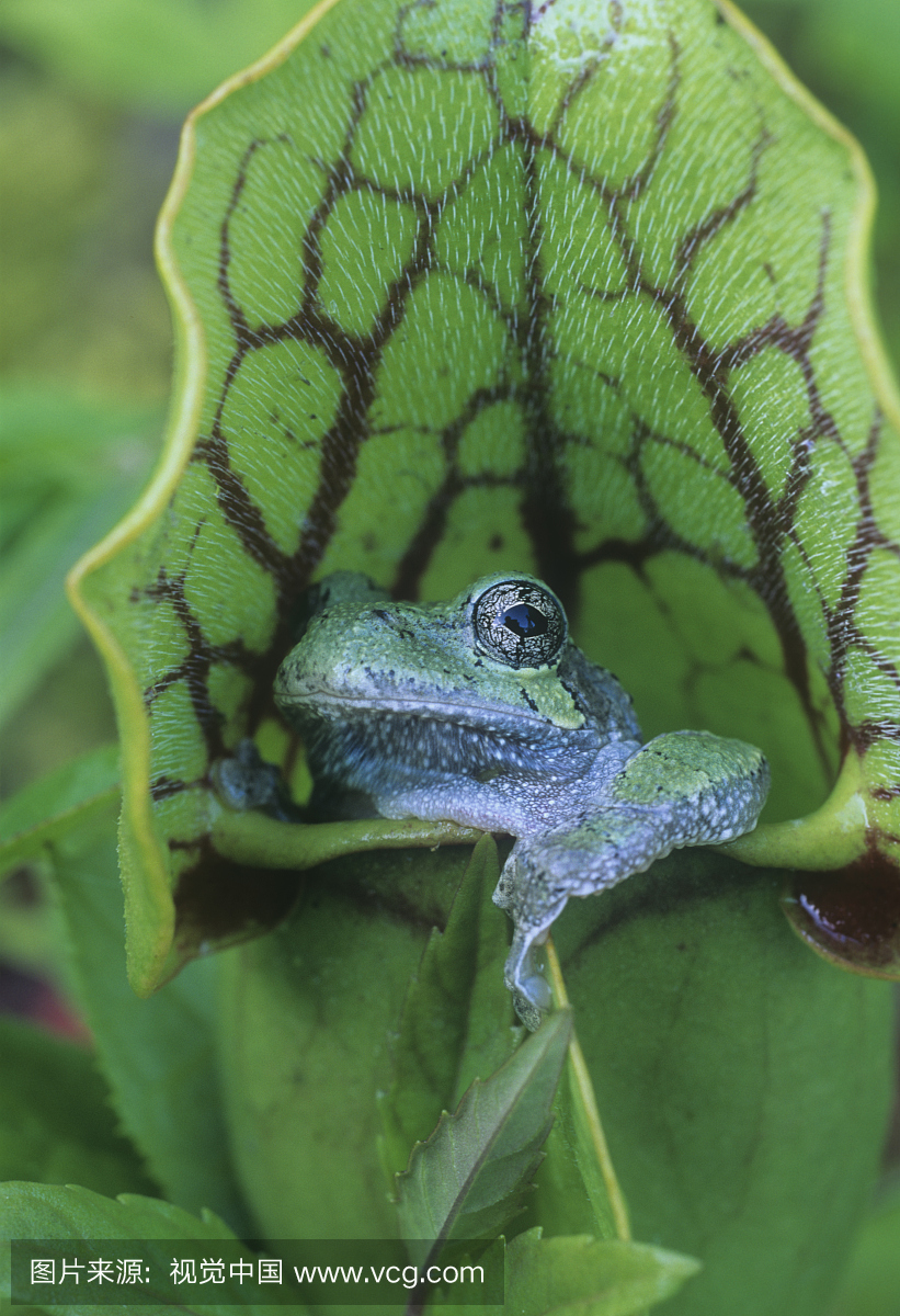 坐在投手植物(Sarracenia),美国东部的灰树蛙(H