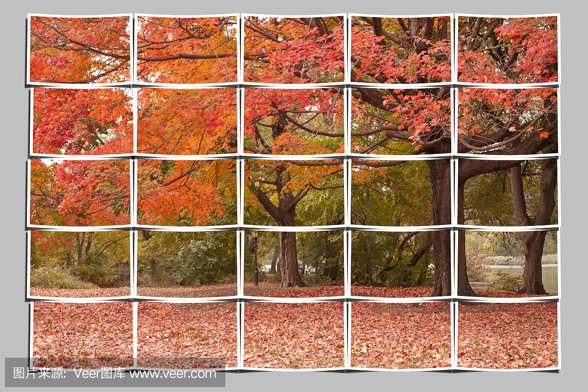 秋景图像拼图在展望公园