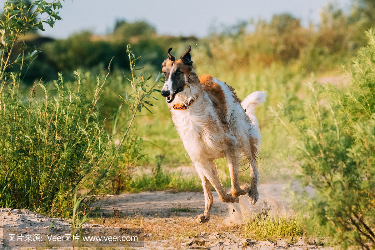 苏俄牧羊犬,俄罗斯牧羊犬,苏俄猎狼犬,俄罗斯猎