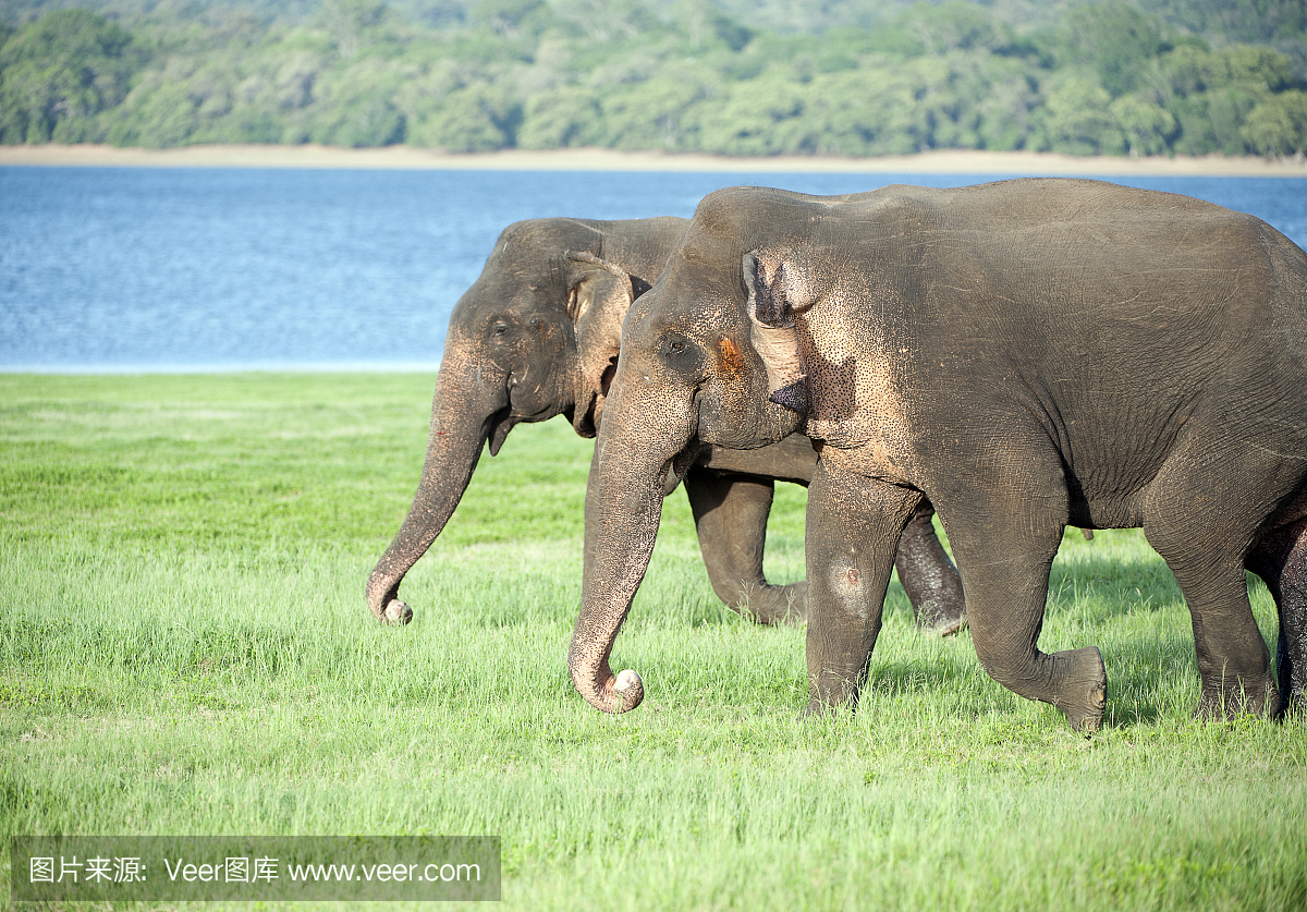 大象简介,斯里兰卡Minneriya国家公园