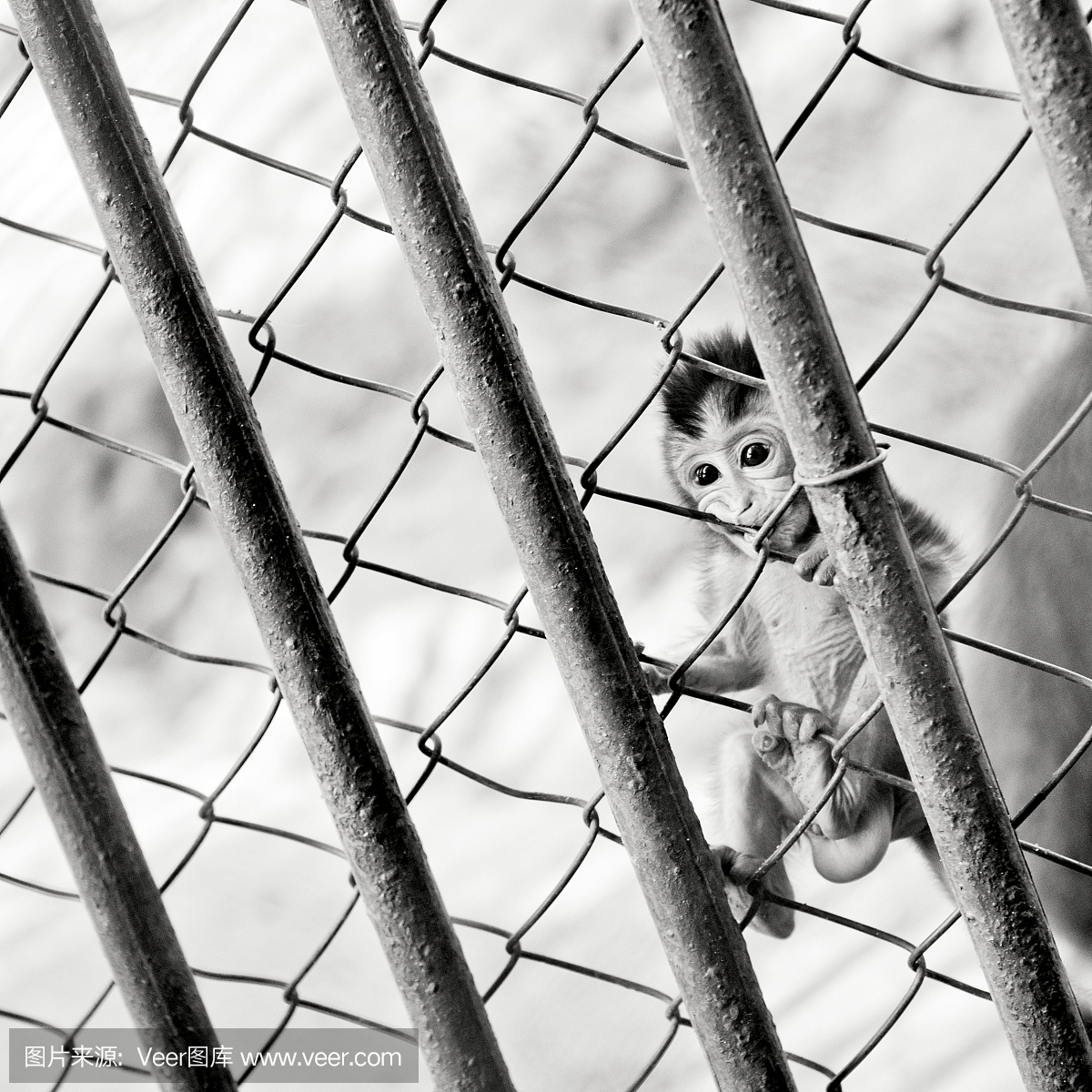 小猴子在笼子里
