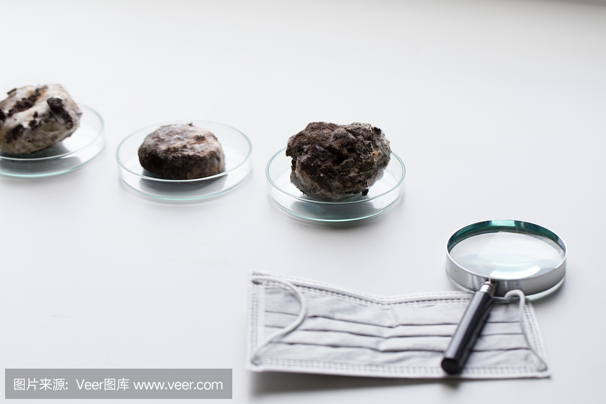 黑曲霉培养皿中的微观,微生物学教育实验室。