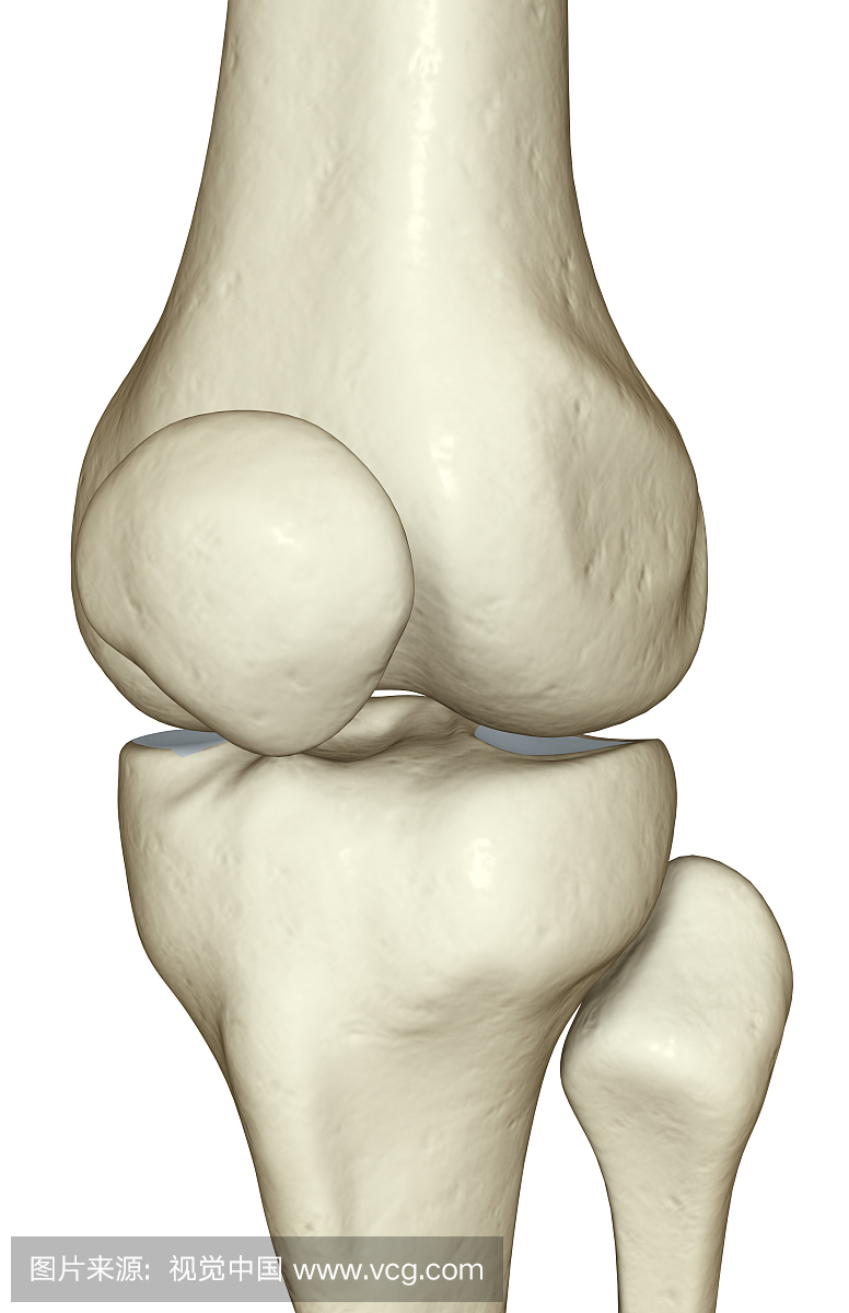 膝盖的骨头