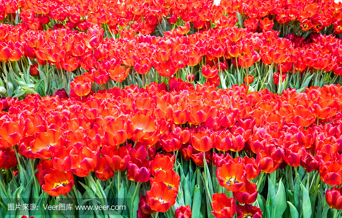 公园,水平画幅,郁金香,开花时间间隔