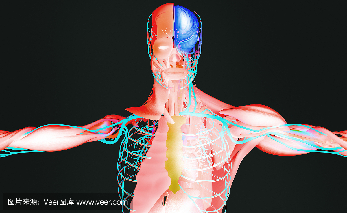 解剖学未来派扫描与xray样的人体视图。鲜艳的