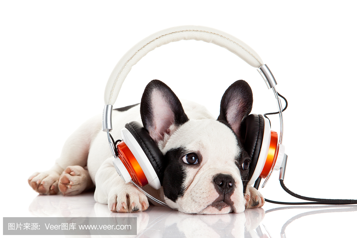 狗听音乐与孤立在白色背景上的耳机