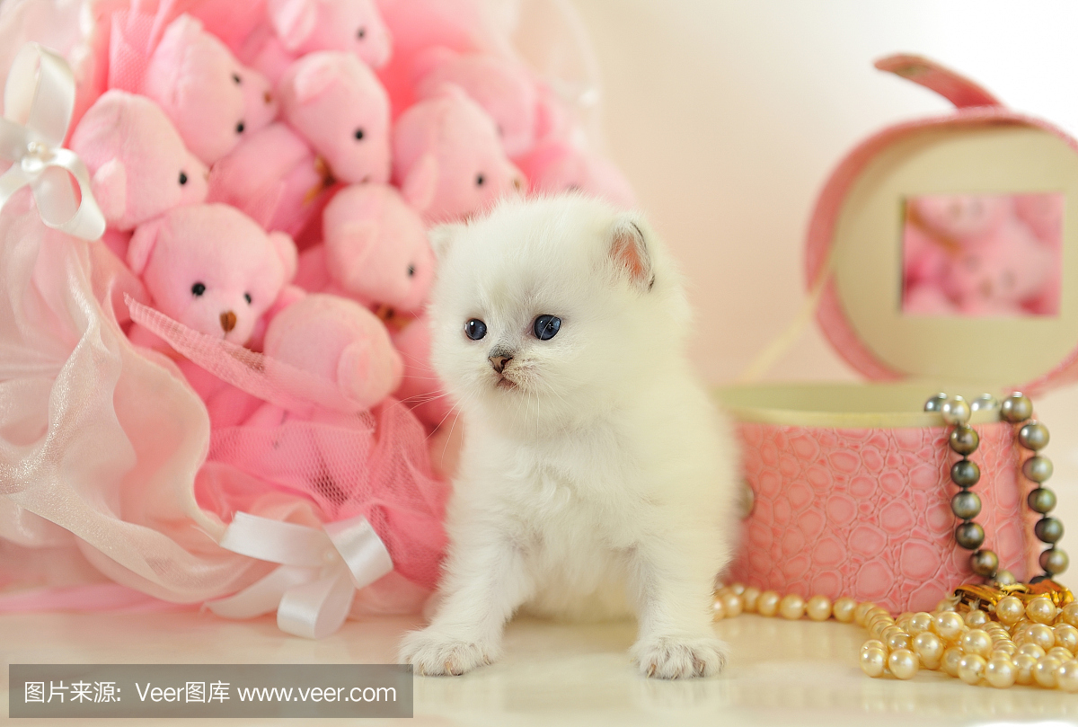 有趣的小英国小猫在粉红色的气氛