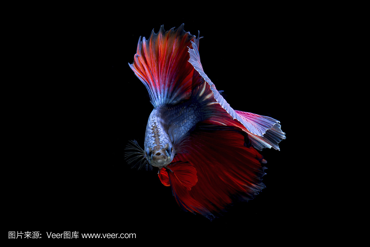 花式斗鱼鱼,紫罗兰色暹罗斗鱼在孤立的黑色背