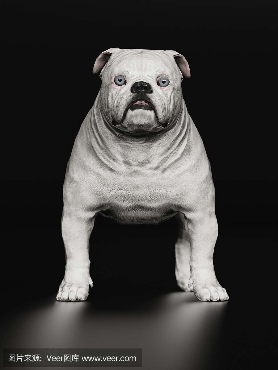 纯种犬,肖像,恐怖,狗