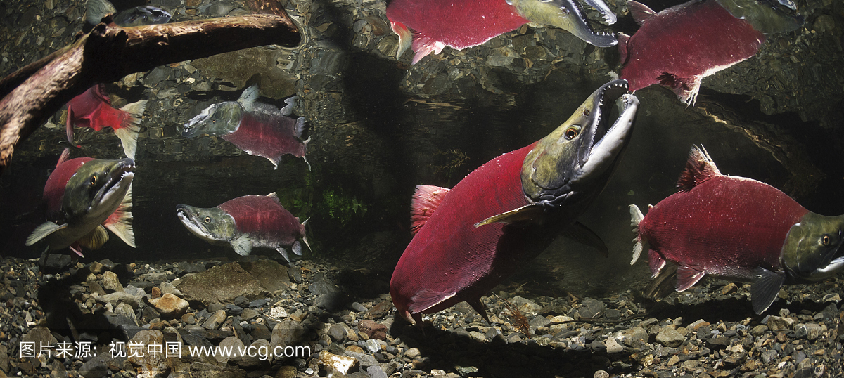 水下视图的三脚鲑鱼在动力溪产卵场,铜河三角