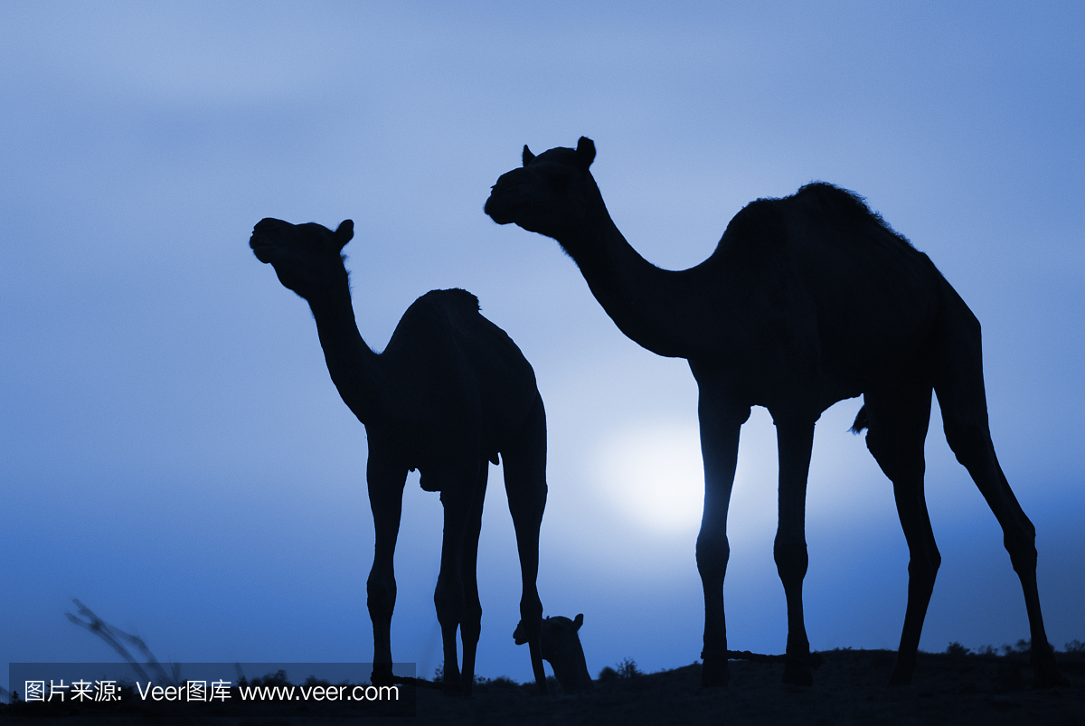 骆驼在黄昏时分走过沙丘的剪影