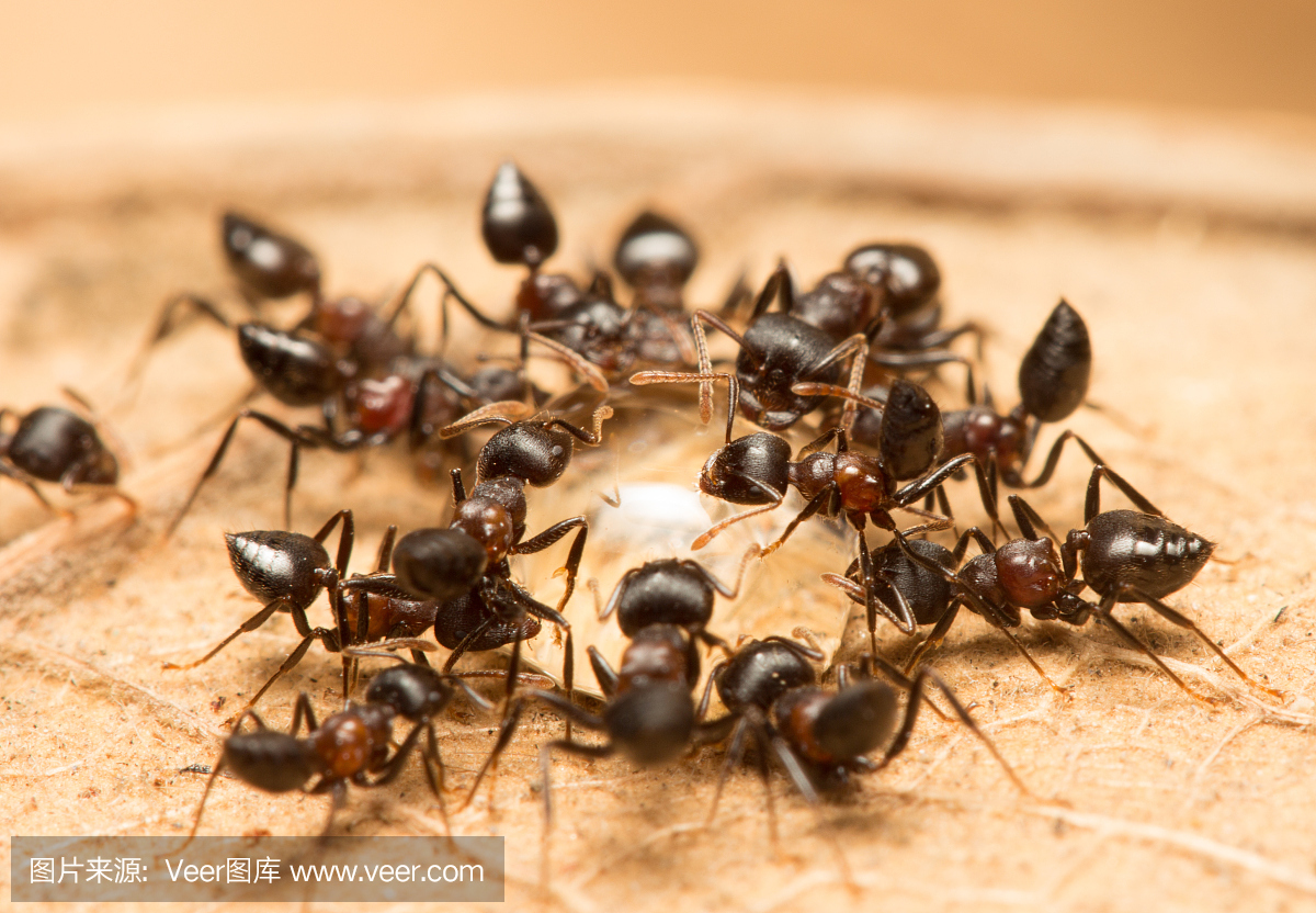 织工蚁,绿树蚁,摄影,蜂蜜