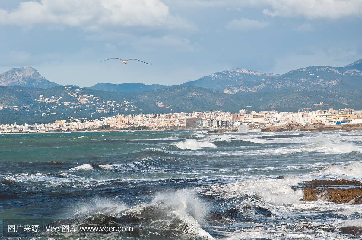 帕尔马天际线大教堂和鸟