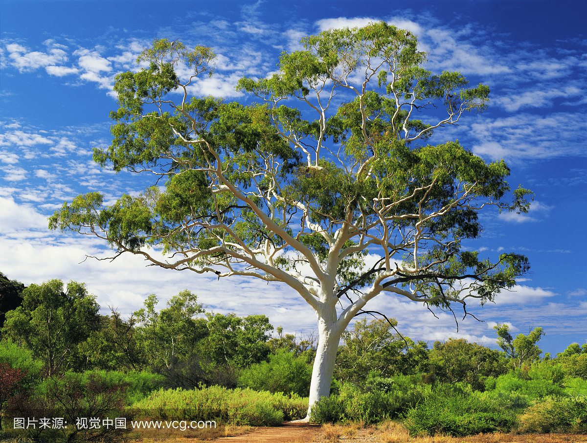 澳大利亚北领地爱丽丝泉附近的鬼胶(Corymbia