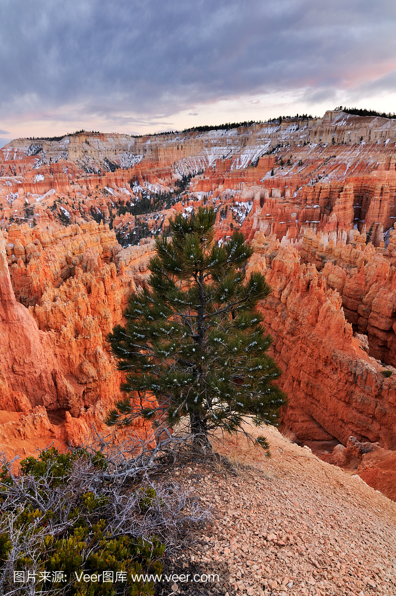 布鲁斯峡谷的橙色墙壁之间的树的日出景观
