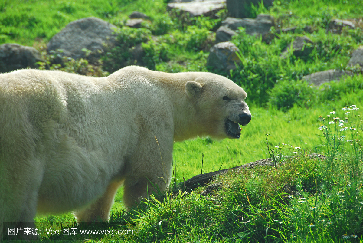 嘶叫,驴叫声,叫声,北极熊