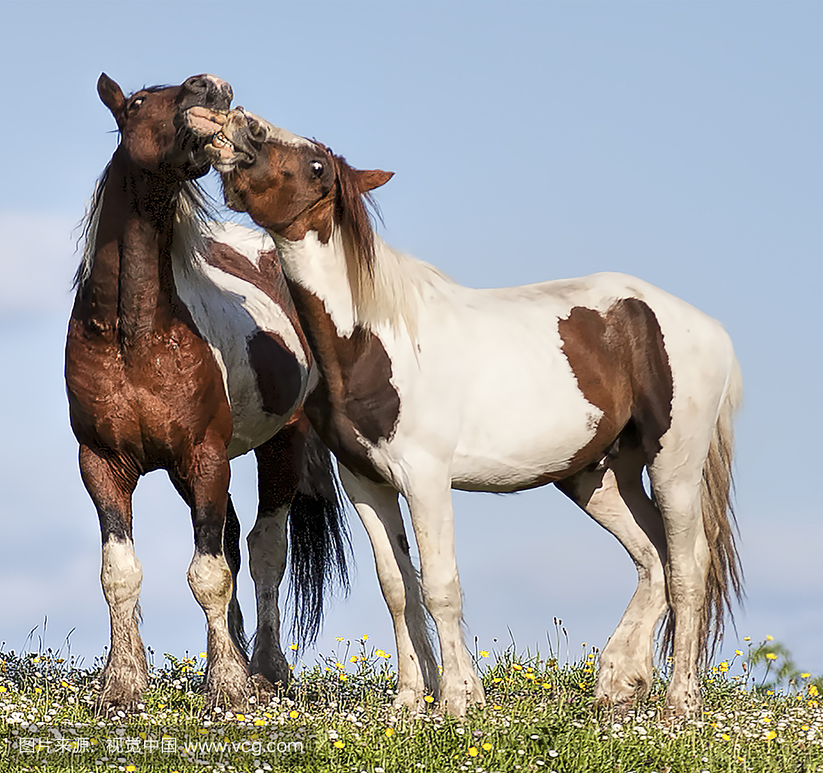 亲吻 - 两匹马相亲