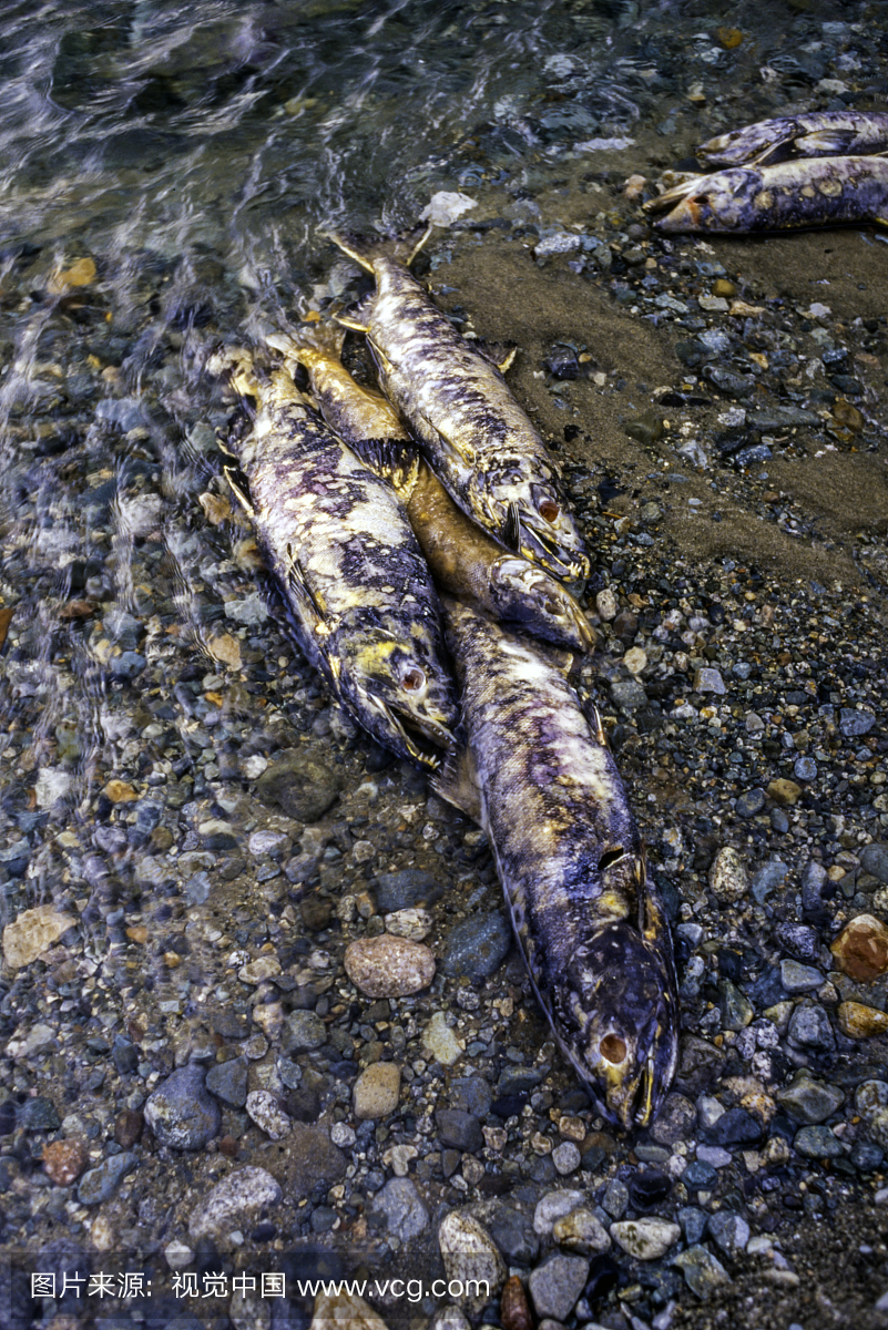 三文鱼运行:太平洋三文鱼死后在河卵石床产卵