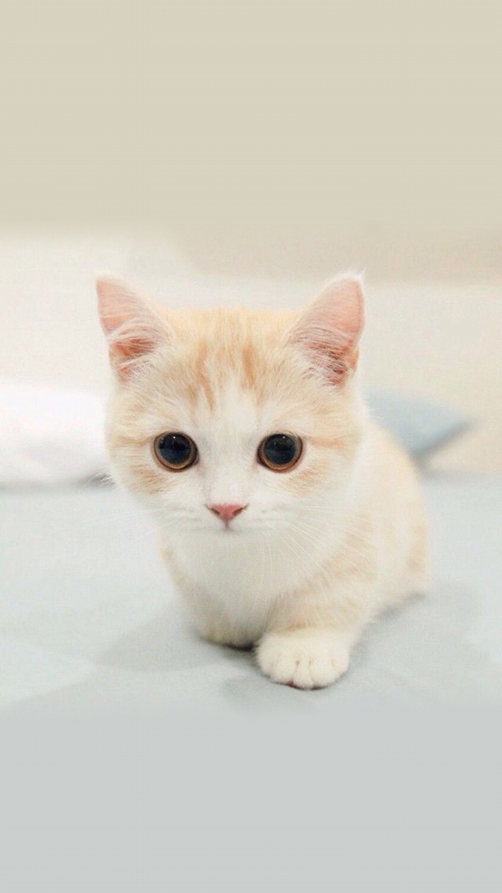 3手机壳可爱萌猫咪m6x防摔价格质量 哪个牌子比较好