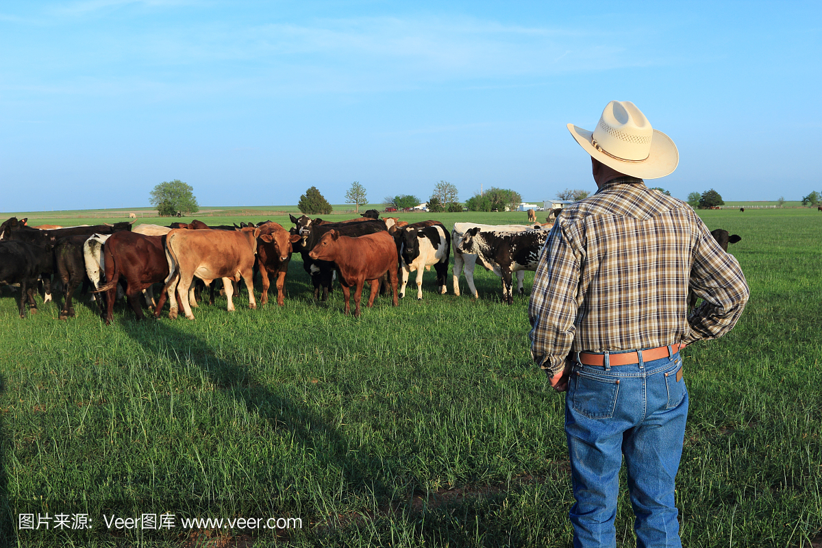 农业:农民牧场与混合品种的牛在一个领域
