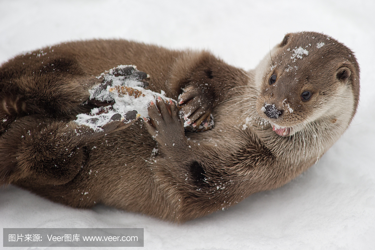 水獭,水濑属,水濑,上下颠倒