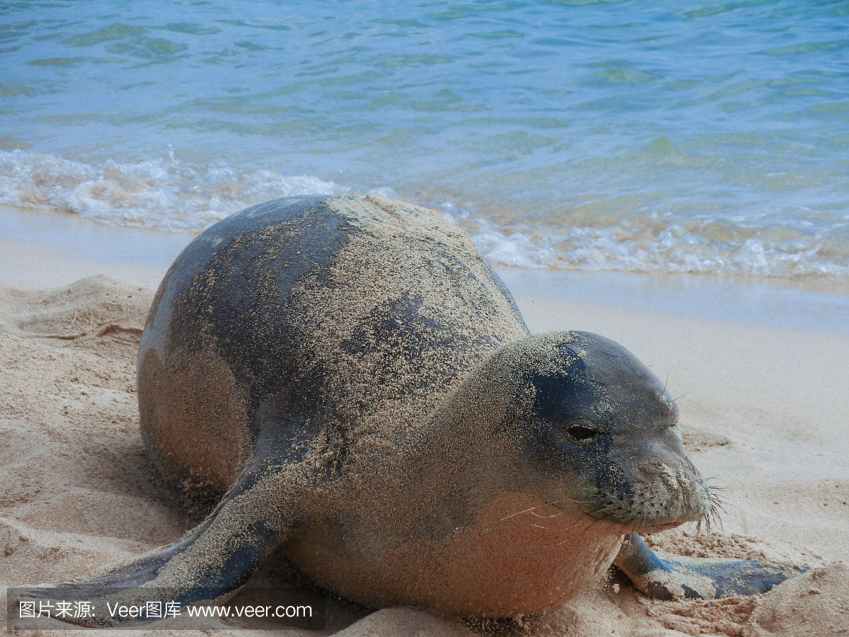 夏威夷修士印章