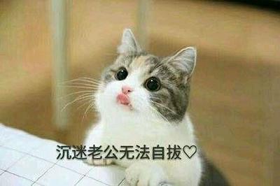 表情包 你没有男朋友