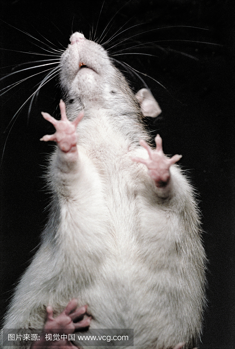 发现号,档案,垂直画幅,好奇心