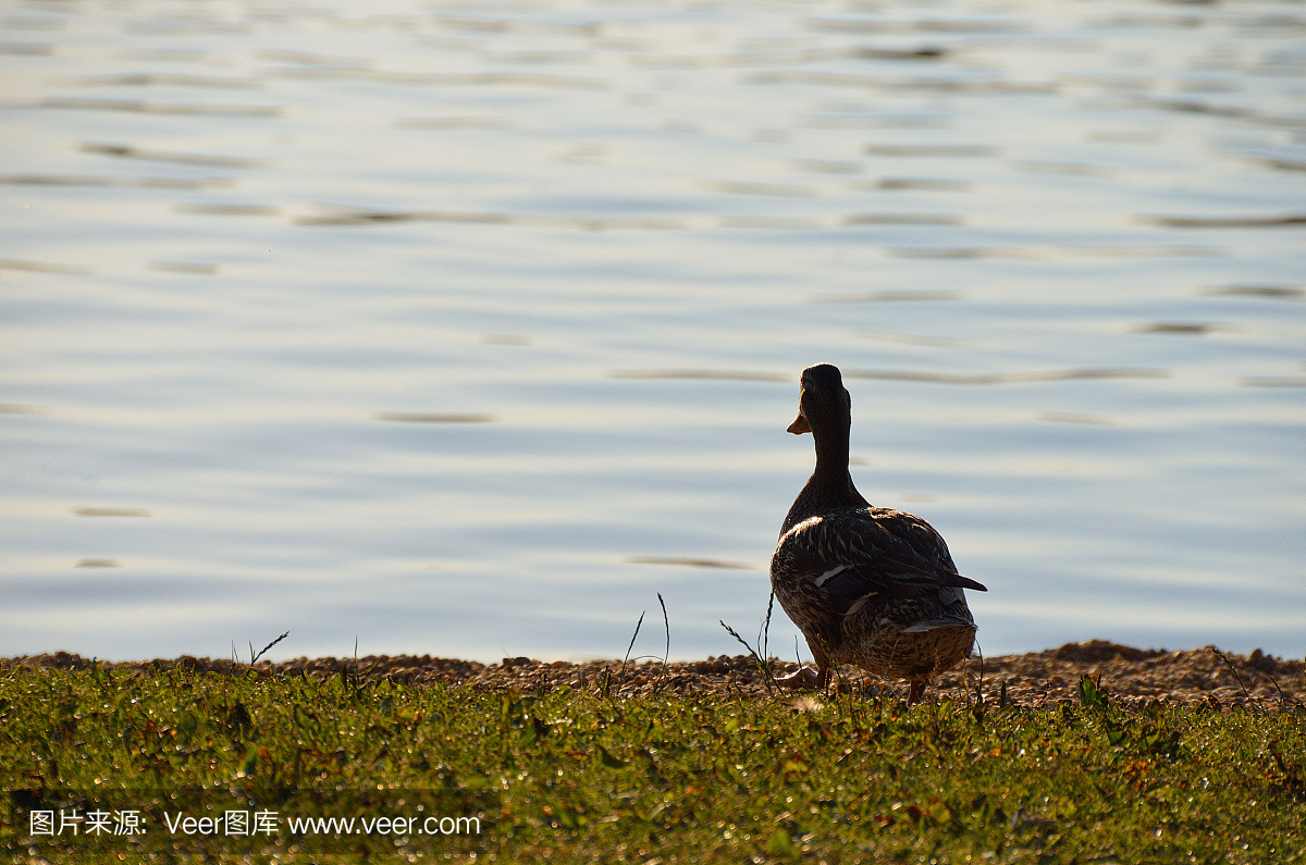 嗄嗄声,蛙叫,鸦叫,小鸭子