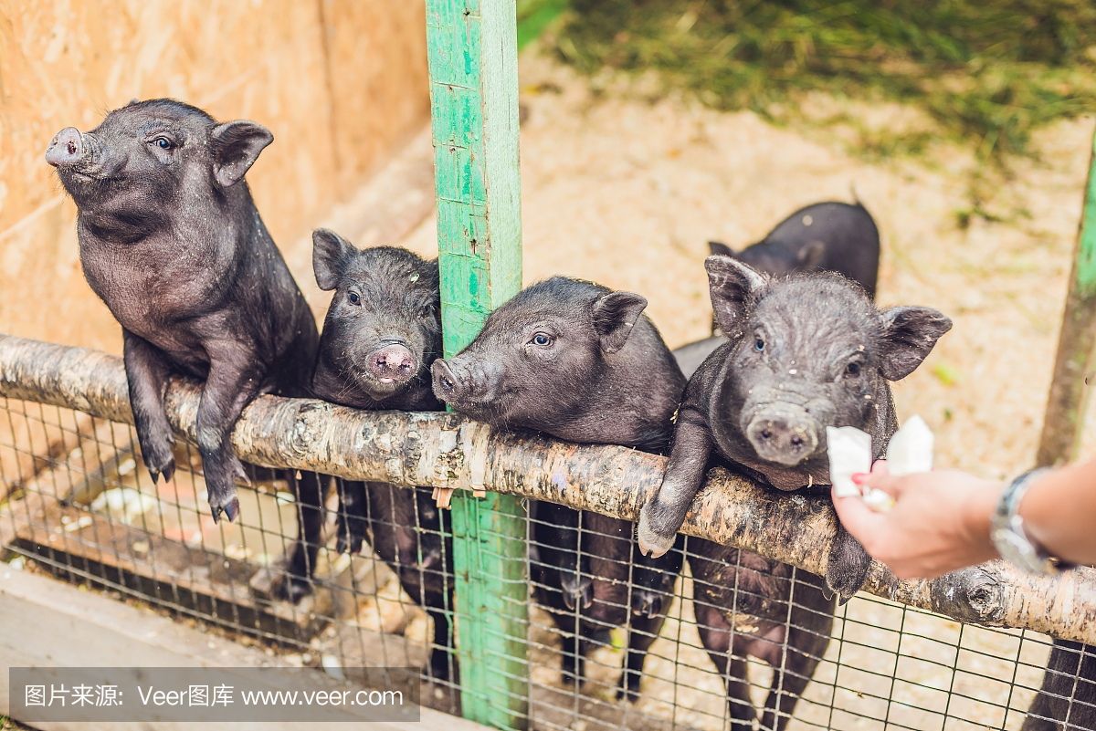 小黑猪站在农场的木栅栏上