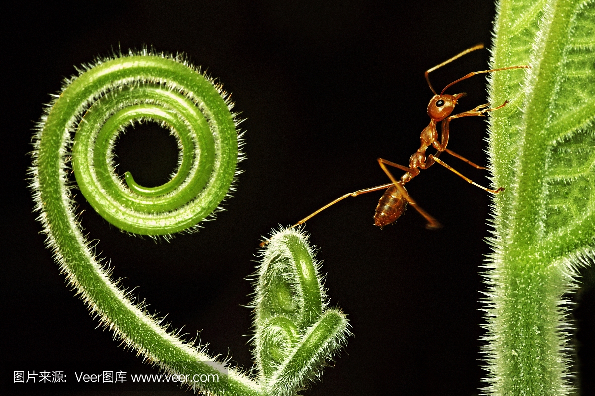蚂蚁爬到另一边的叶子上。