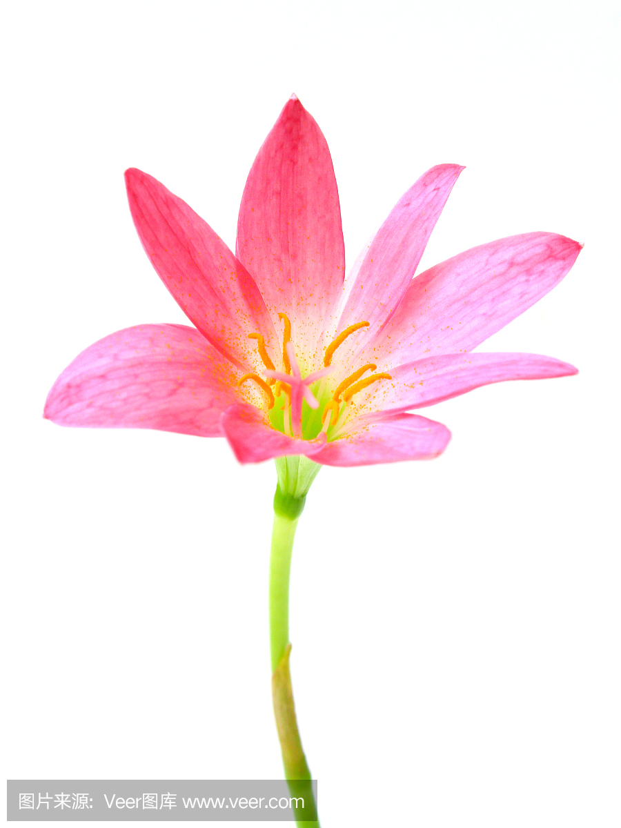 真菌性口炎,酵母感染,假丝酵母,念珠菌属