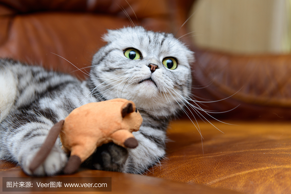 灰色的猫玩猫玩具