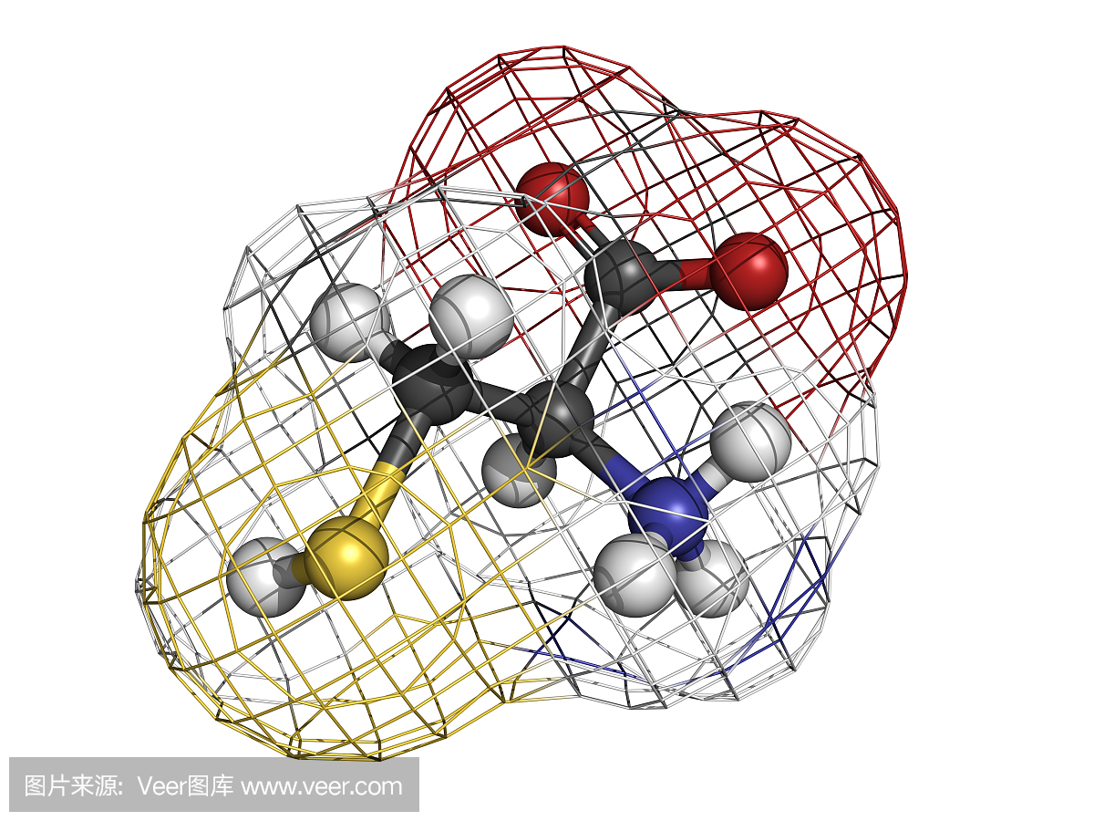 半胱氨酸(Cys,C)氨基酸,分子模型。