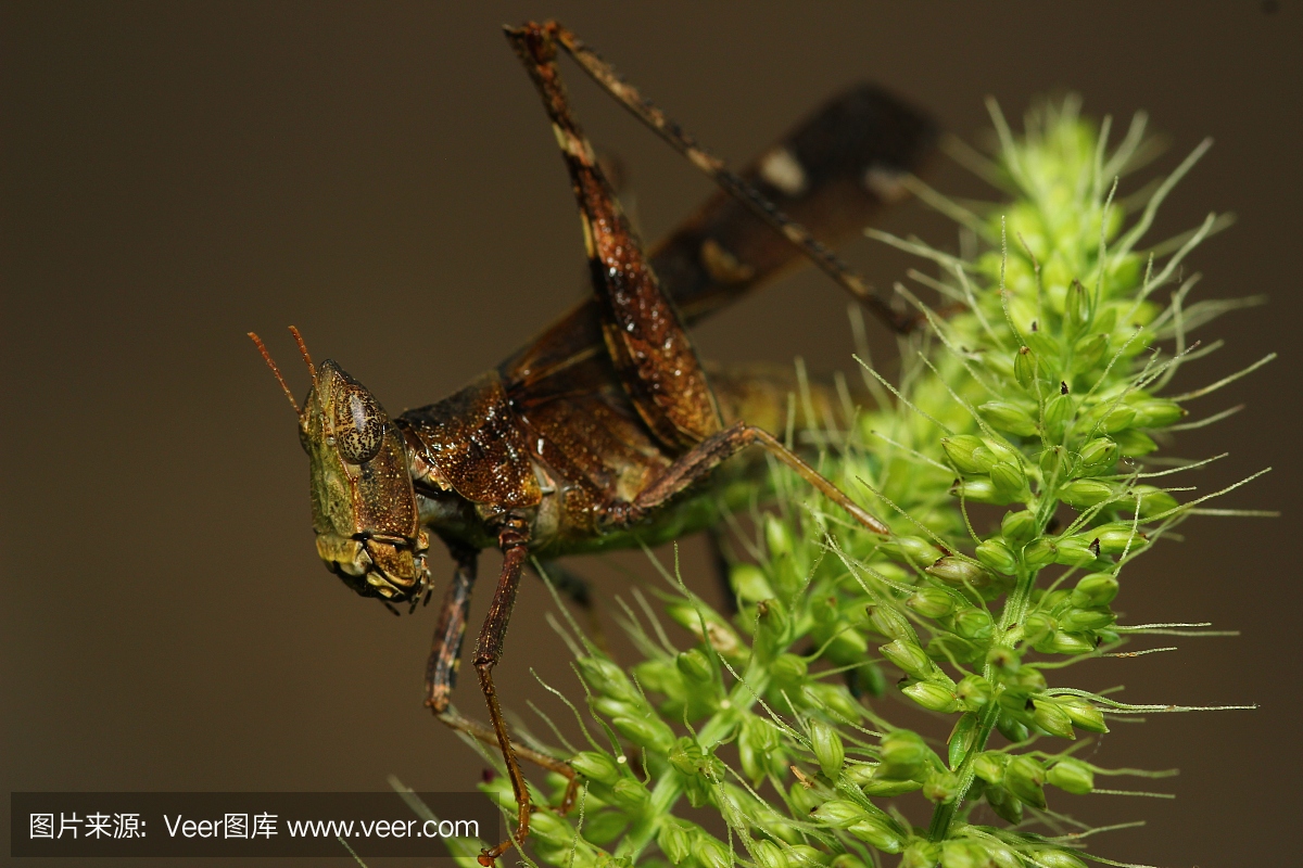 雪花石膏,条纹大理石石膏色,英文字母A,英语字
