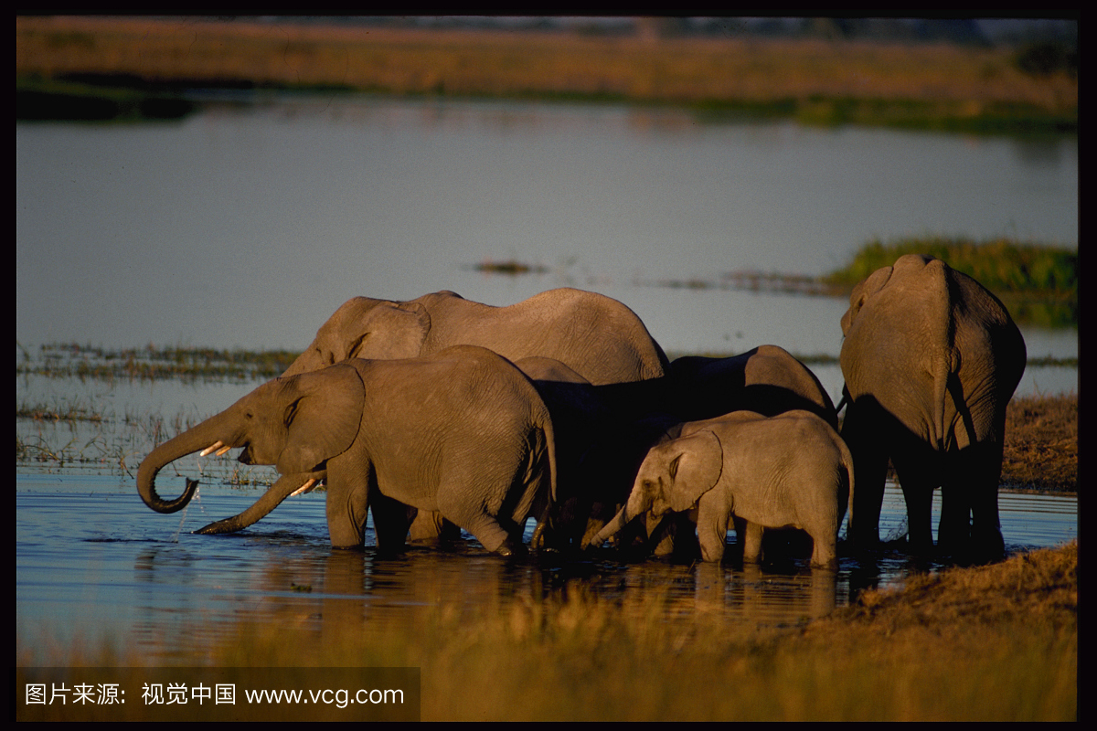 南部非洲,档案,黄昏,非洲象