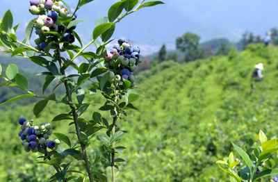 蓝莓施用有机肥的方法