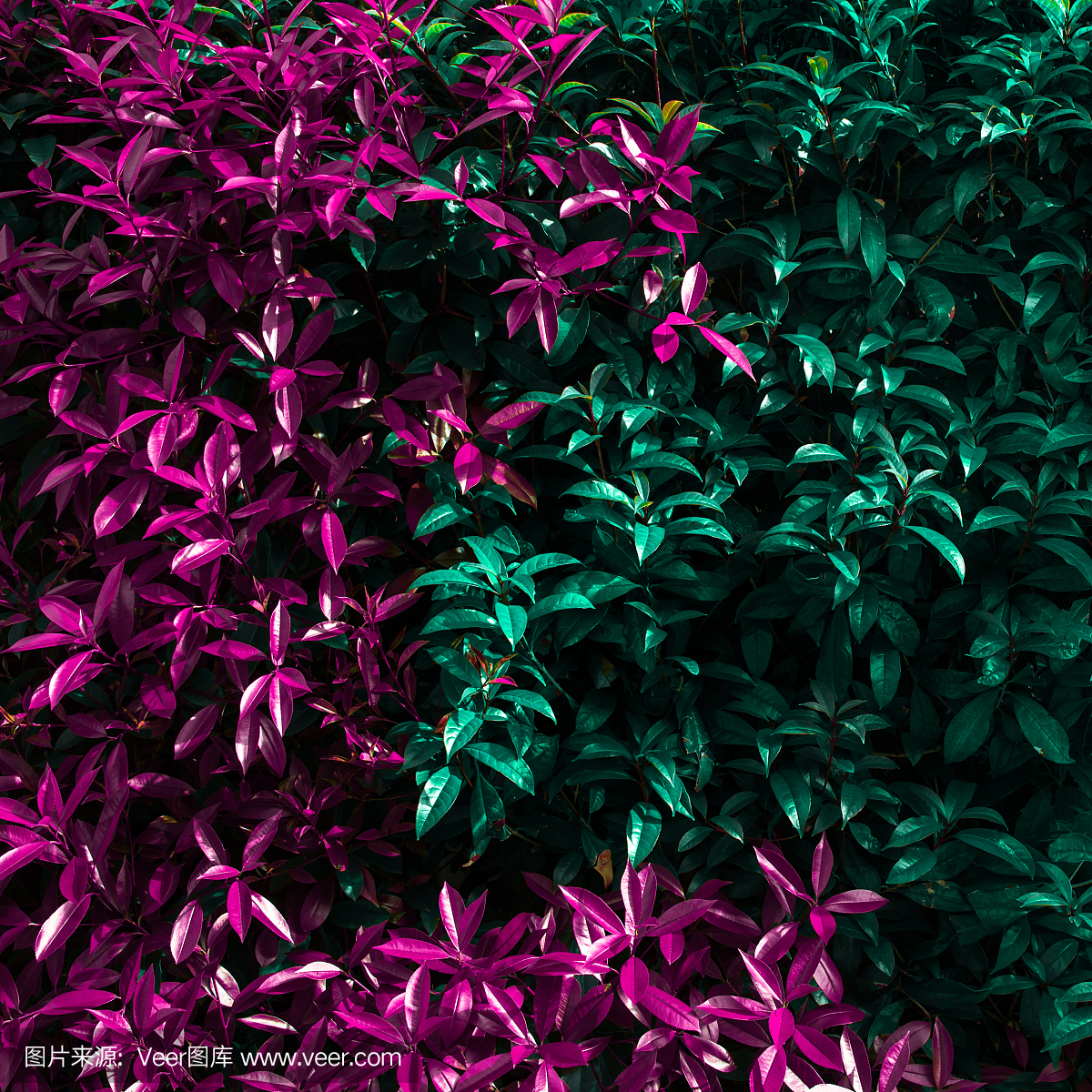 双色,两个颜色,两色,两种颜色