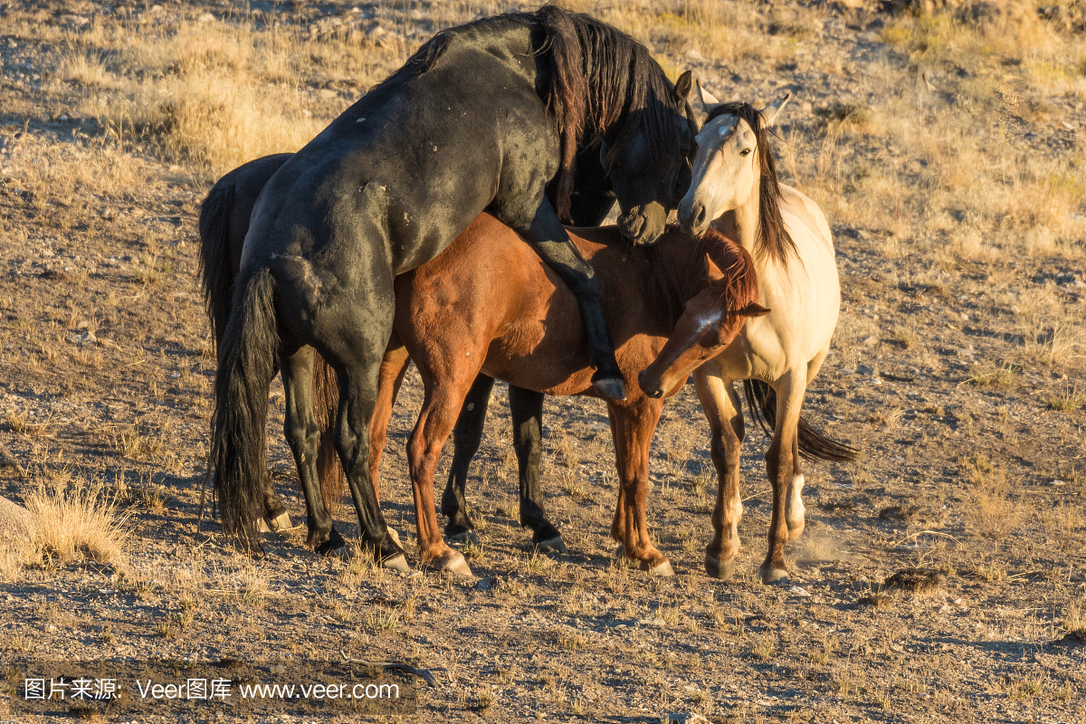 墨西哥野马,家养小型马,牧区马,野马