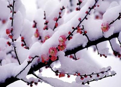 梅花雪景图片