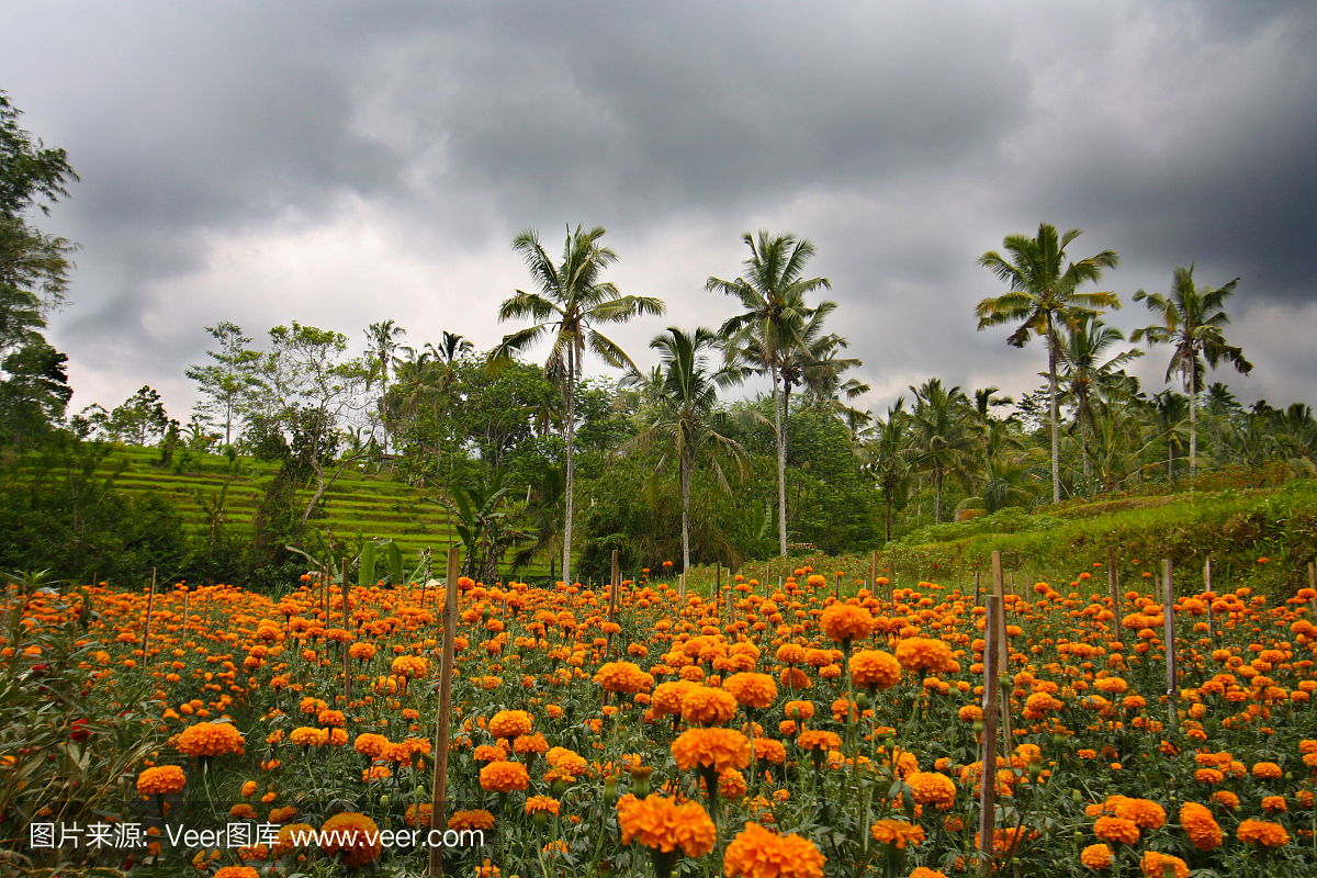 万寿菊油田在印度尼西亚巴厘岛