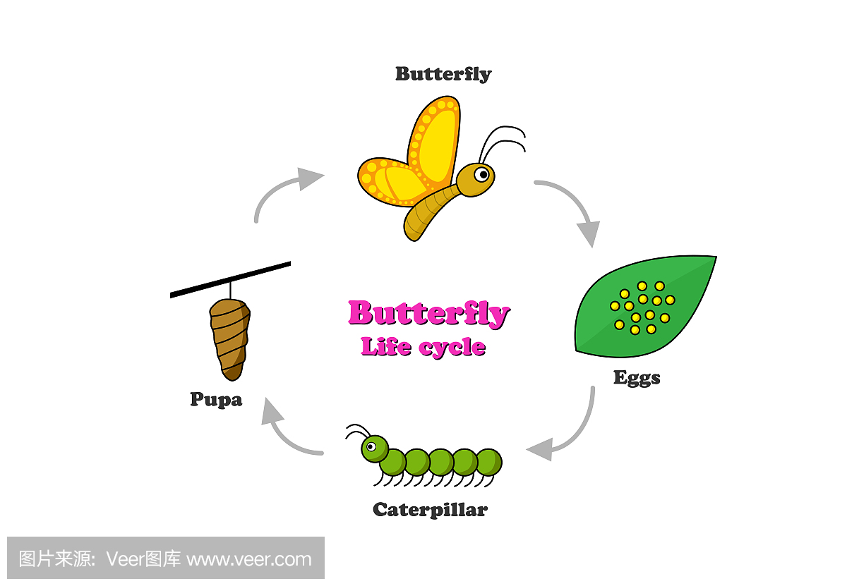 蝴蝶生命周期中丰富多彩的风格,矢量