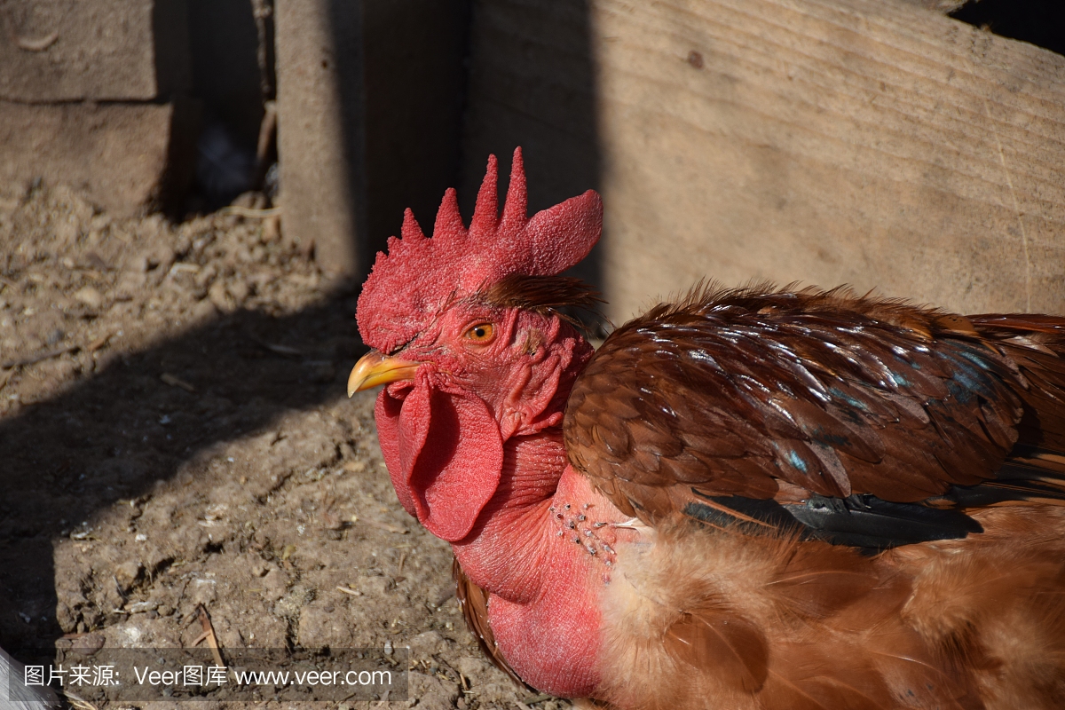 裸露的脖子上的公鸡,在巴尔干地区的本地物种